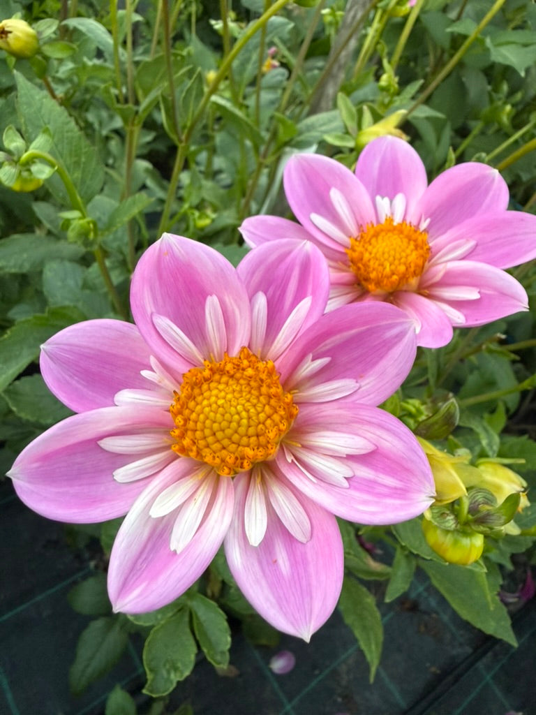 Dahlia - Bloomquist KellyAnne