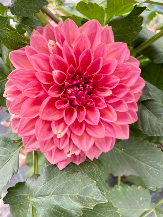 Dahlia - Alpine Beacon (NA 2025)