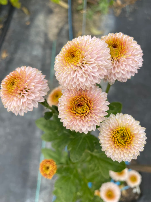 Heirloom Chrysanthemum - Rooted Cutting - Exotic Key