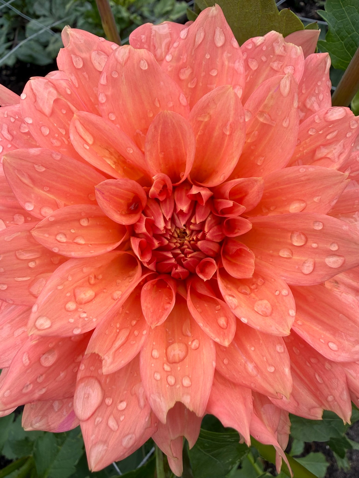 Dahlia - Darbro Palomino