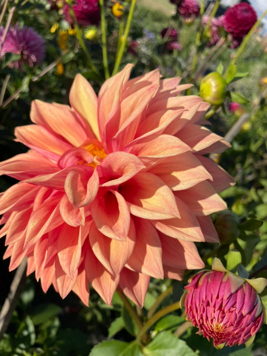 Dahlia Seed - Winkie Horseshoe