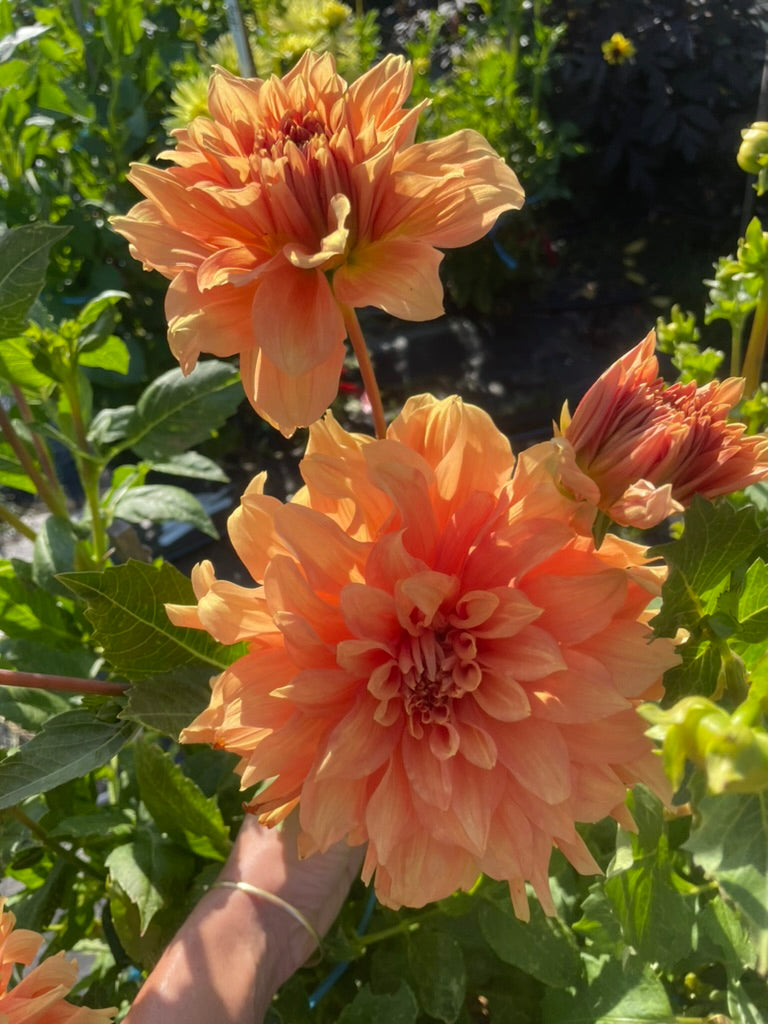 Dahlia - Delbard Gange