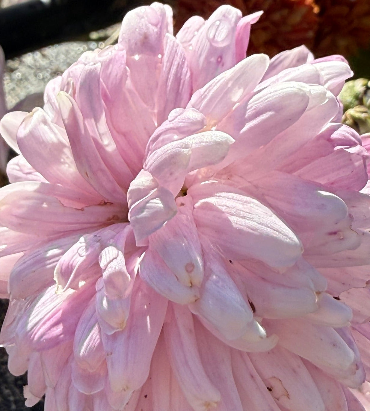 Chrysanthemum - Rooted Cutting - Rossano