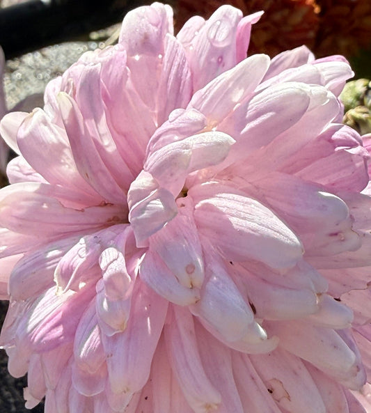 Chrysanthemum - Rooted Cutting - Rossano