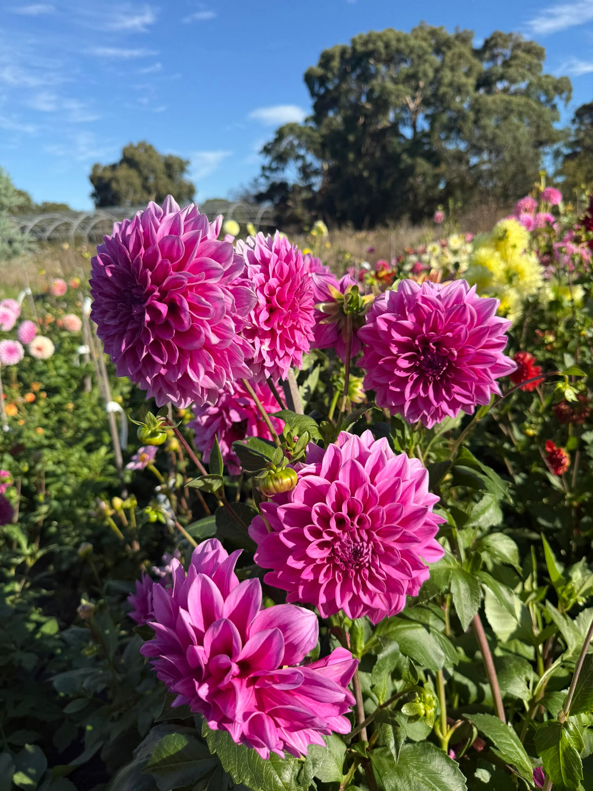 Dahlia - Angie's Fuschia