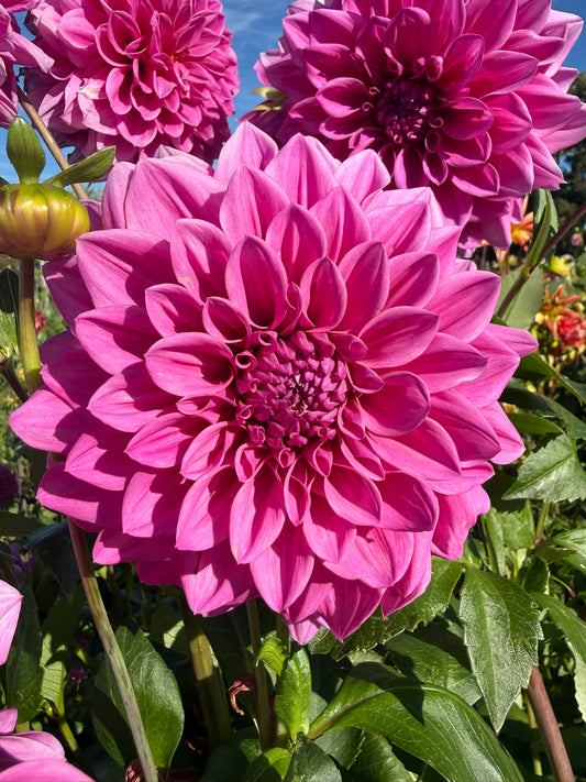 Dahlia - Angie's Fuschia