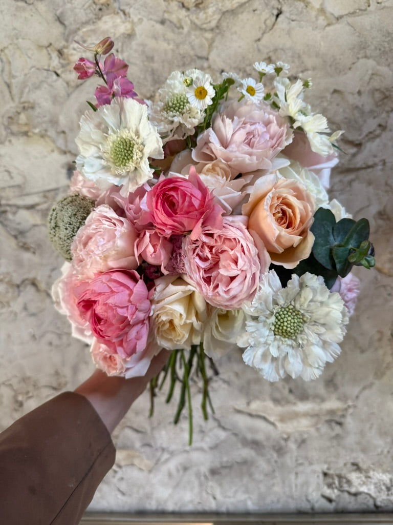 Scabiosa - Fama White - Young Plant