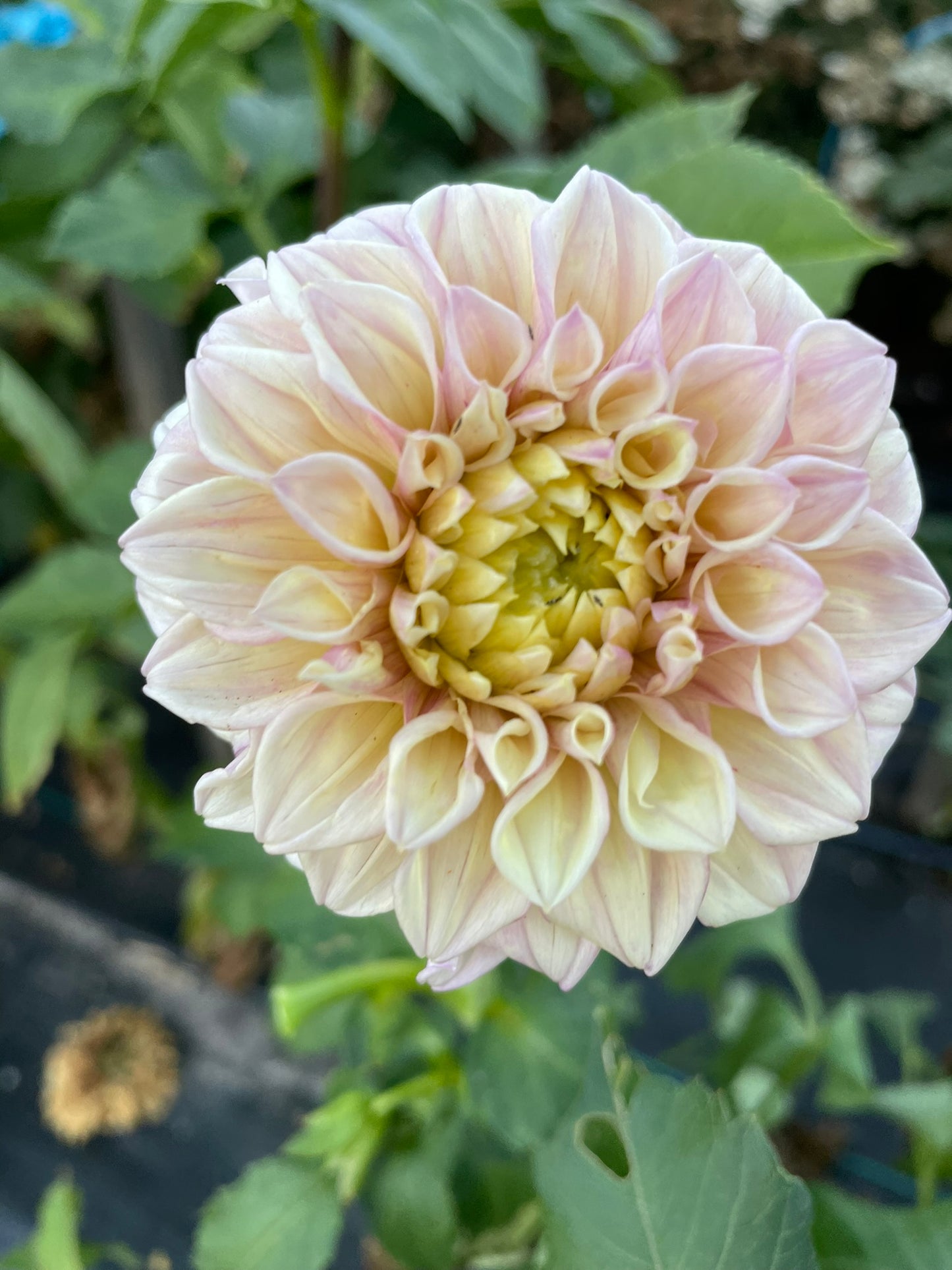 Dahlia - Frangipani