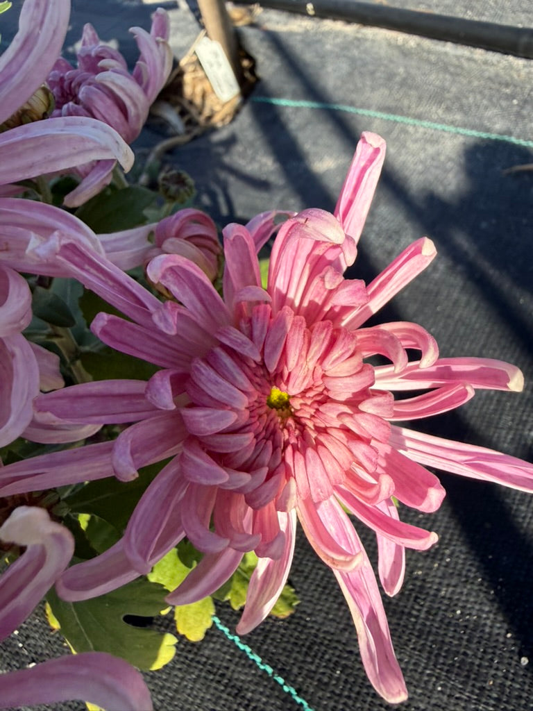 Chrysanthemum - Rooted Cutting - Pink Lady Princess
