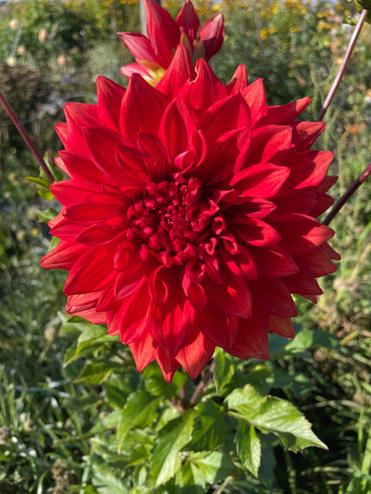 Dahlia - Winkie Admiral