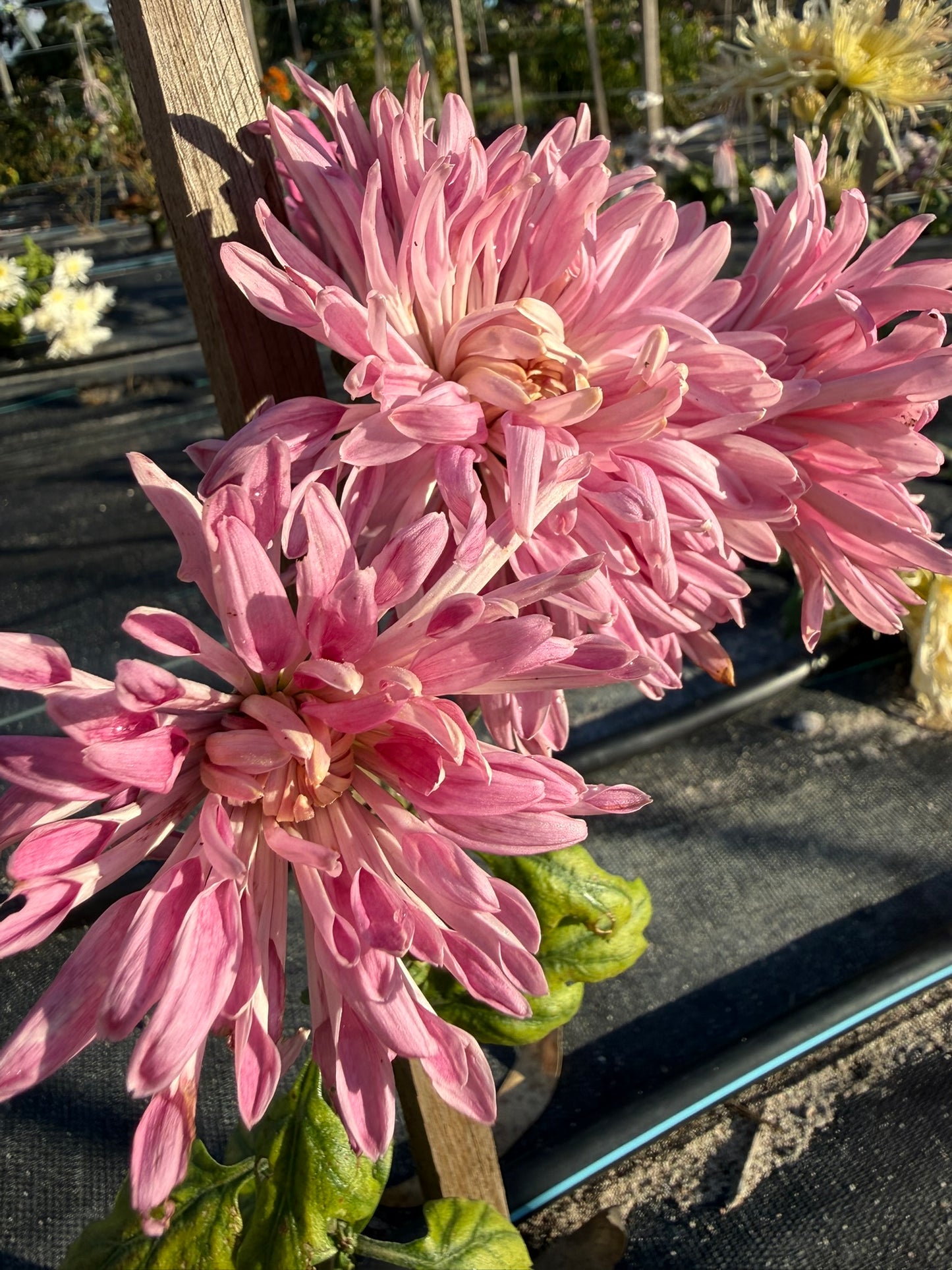 Chrysanthemum - Rooted Cutting - Willunga Surprise