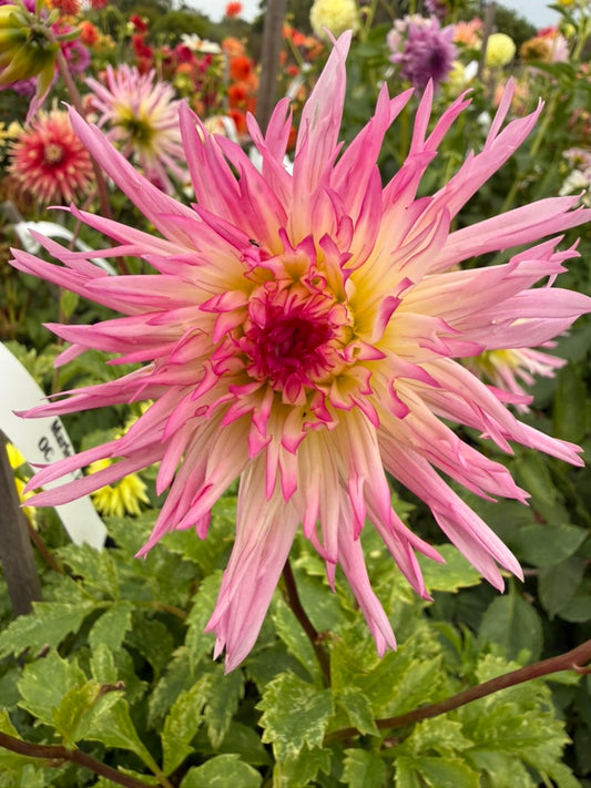 Dahlia - Marlene Joy