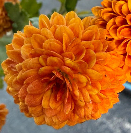 Chrysanthemum - Rooted Cutting - Jewel Saturn