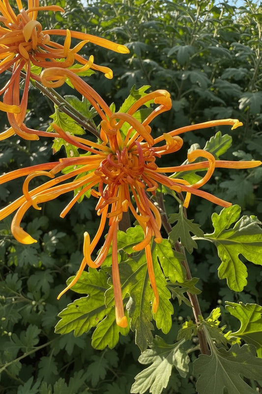 Chrysanthemum - Rooted Cutting - Florida