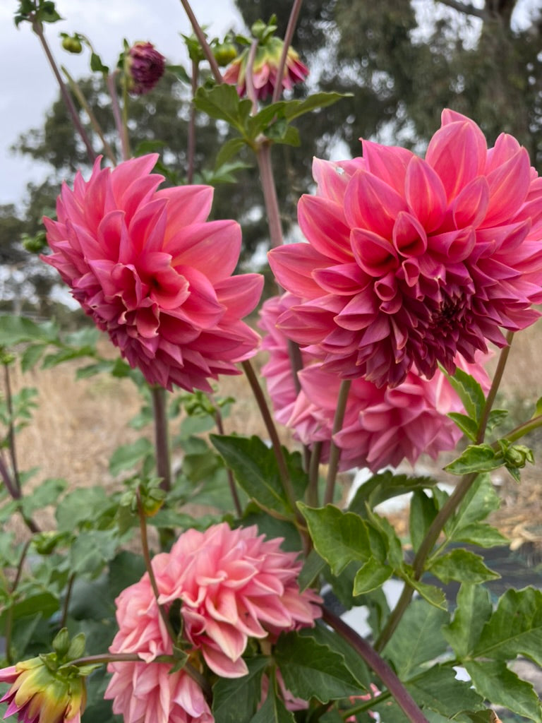 Dahlia - Alpine Beacon (NA 2025)