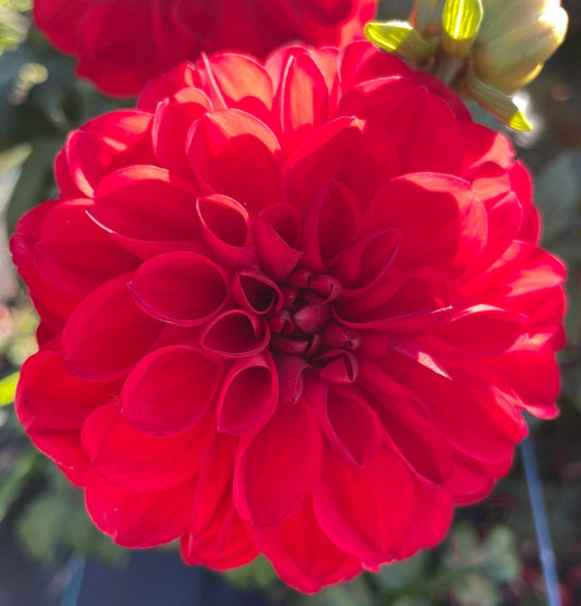 Dahlia - Derkrad 'O'