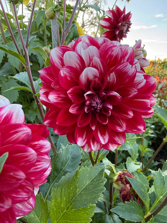 Dahlia - Ruby Mae