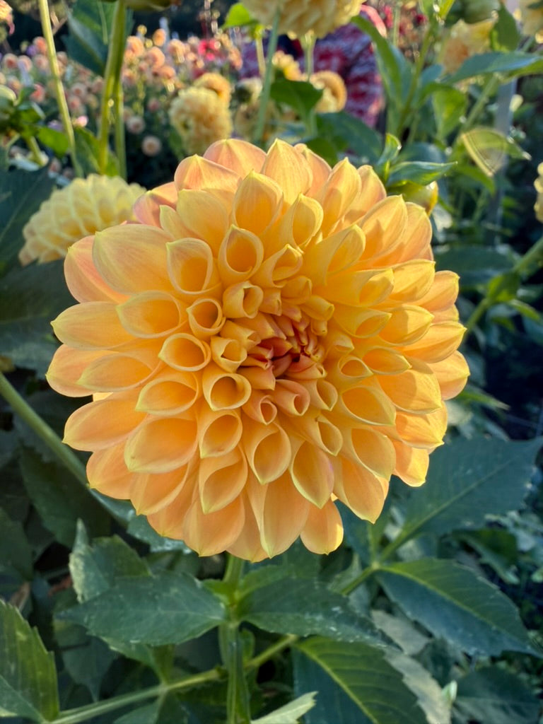 Dahlia - Devon 30