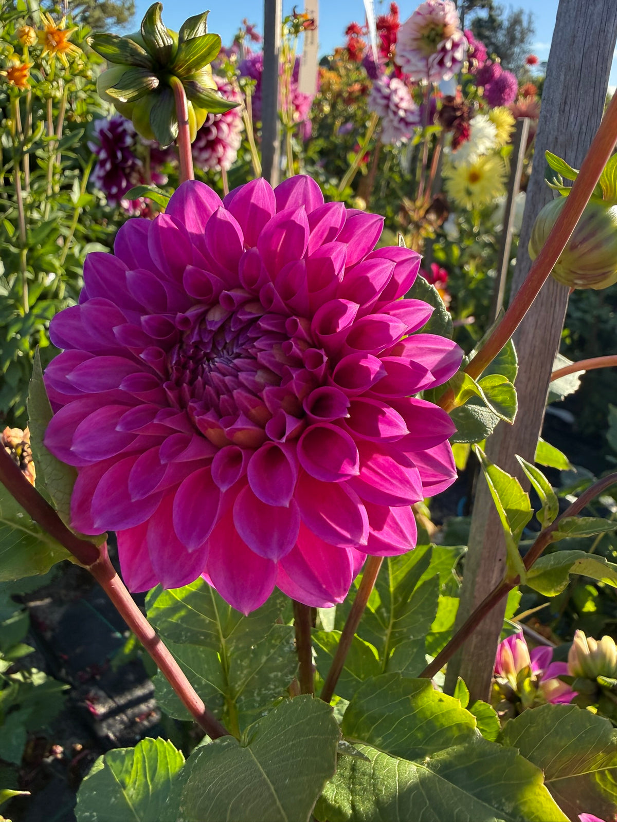 Dahlia - Glenmarc Challenger