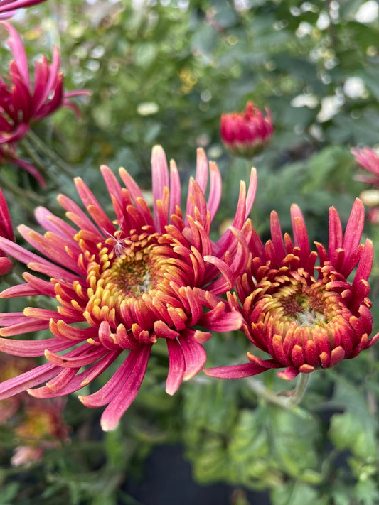 Heirloom Chrysanthemum - Rooted Cutting - Seaton's Goldfinger