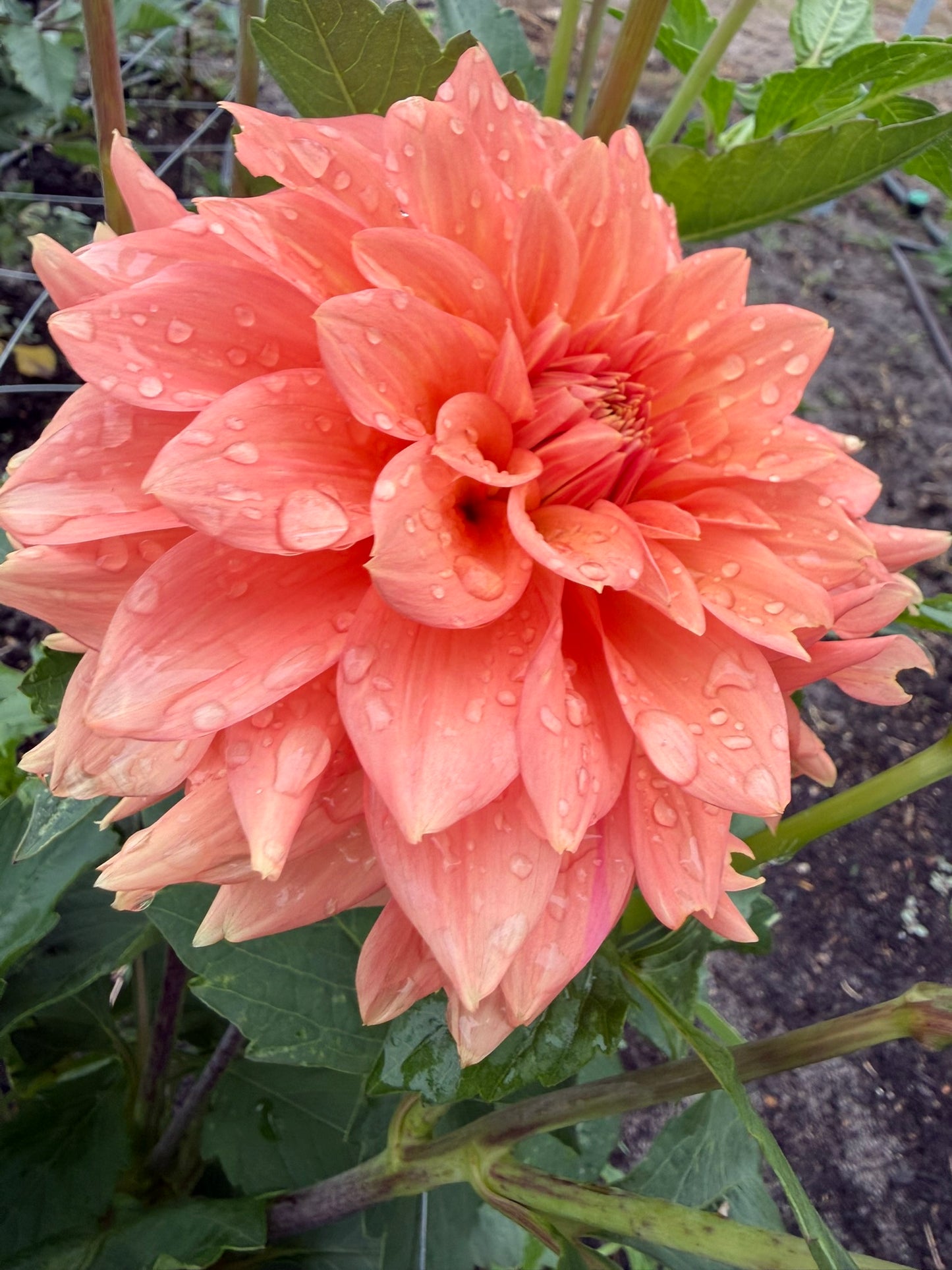 Dahlia - Darbro Palomino