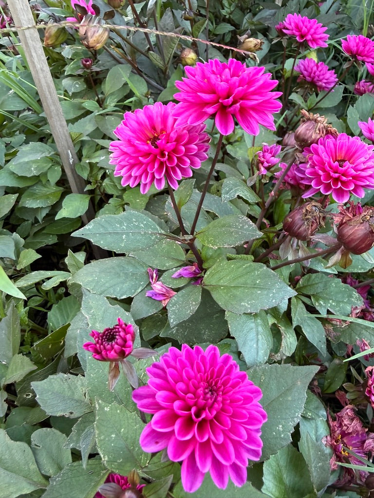 Dahlia - Dahlegria 'Dreamy Lilac'