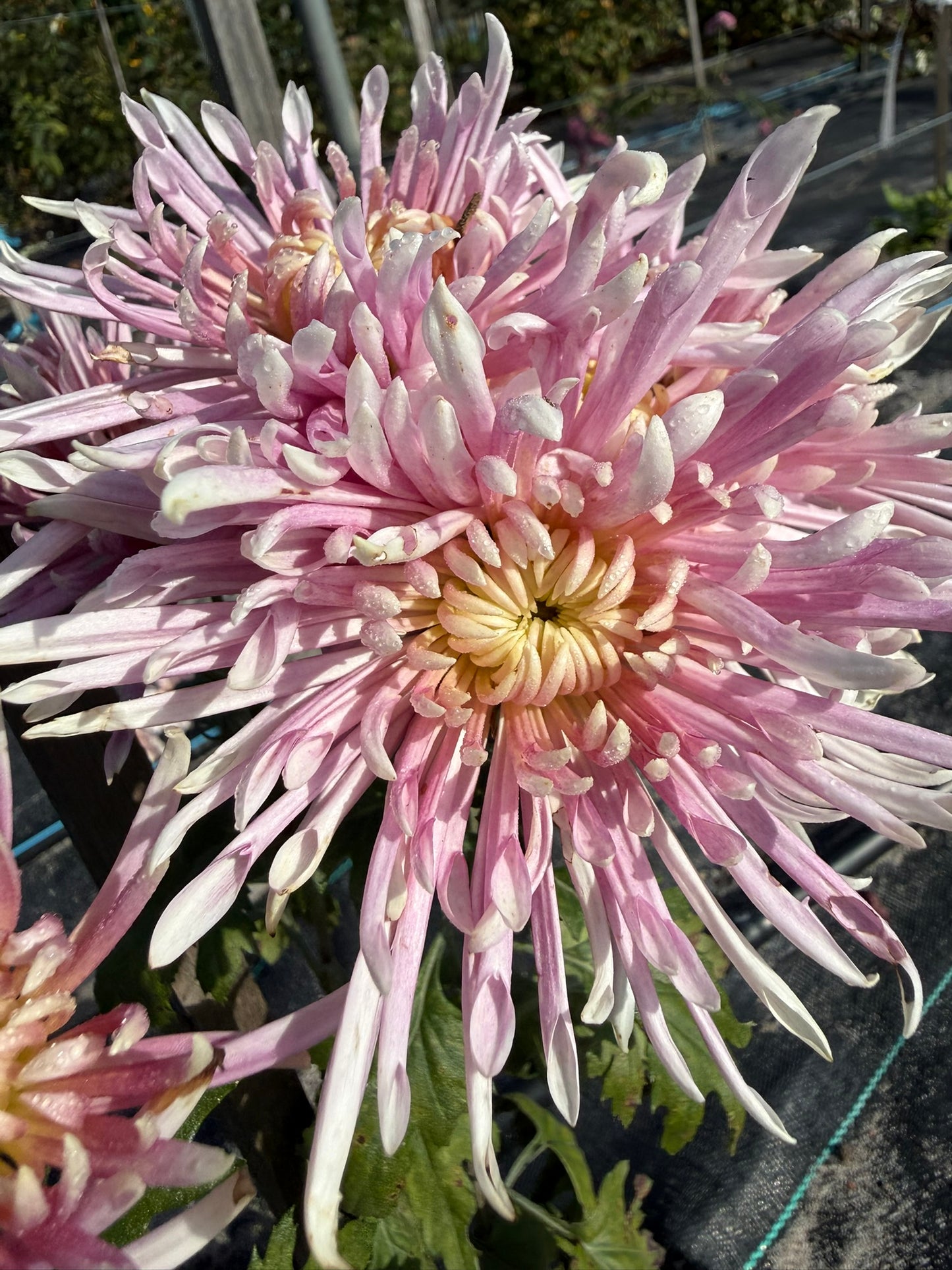 Chrysanthemum - Rooted Cutting - Seaton's Pink Frills