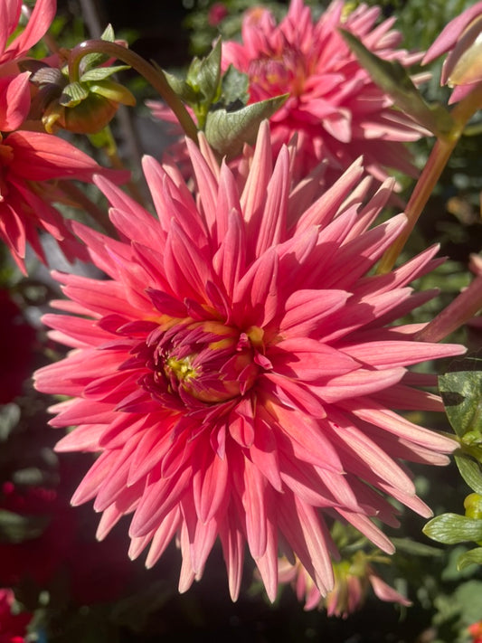 Dahlia - Araluen Katrina