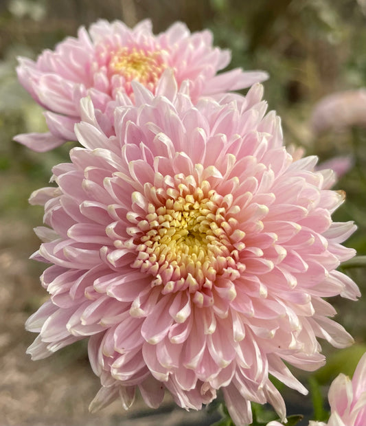 Heirloom Chrysanthemum - Rooted Cutting - Norman