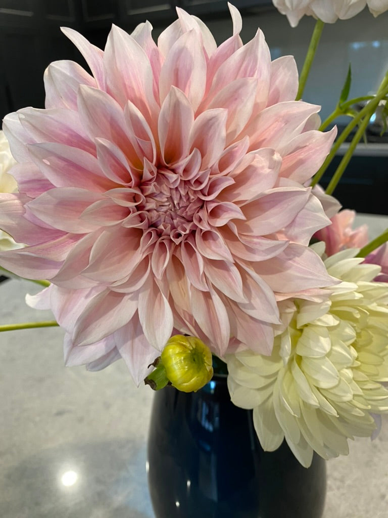 Dahlia Seeds - Cafe au Lait