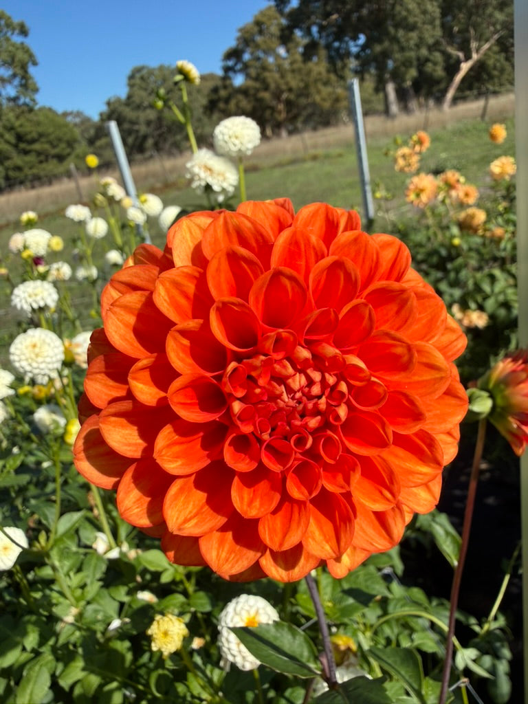 Dahlia - Glenbank Sunbeam
