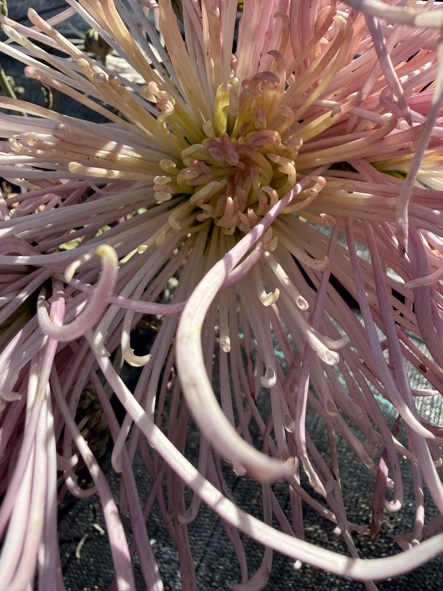 Chrysanthemum - Rooted Cutting - Kalaya