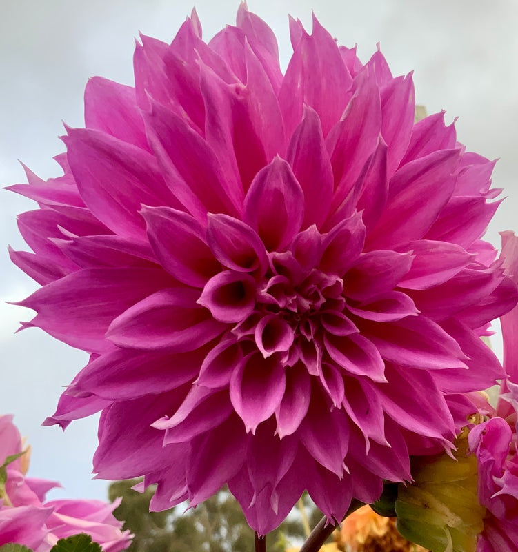 Dahlia Seed - Como Polly