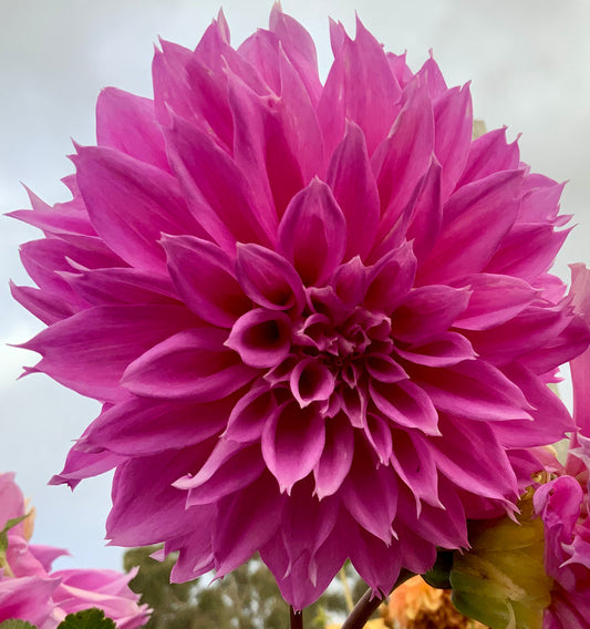 Dahlia Seed - Como Polly