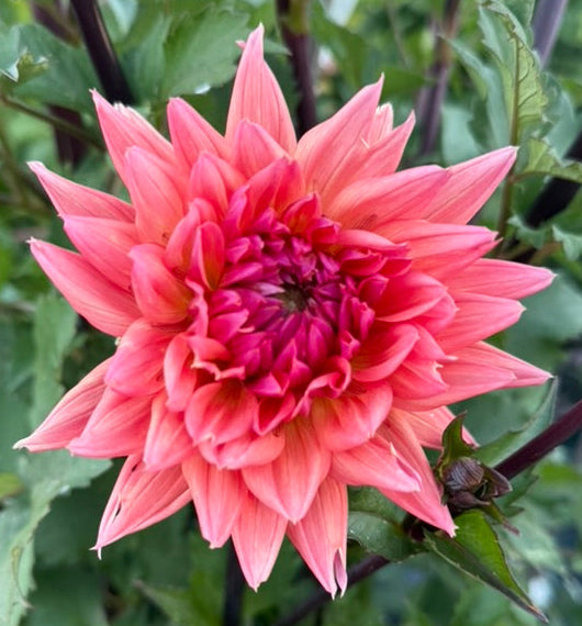 Dahlia - Kirah - Z