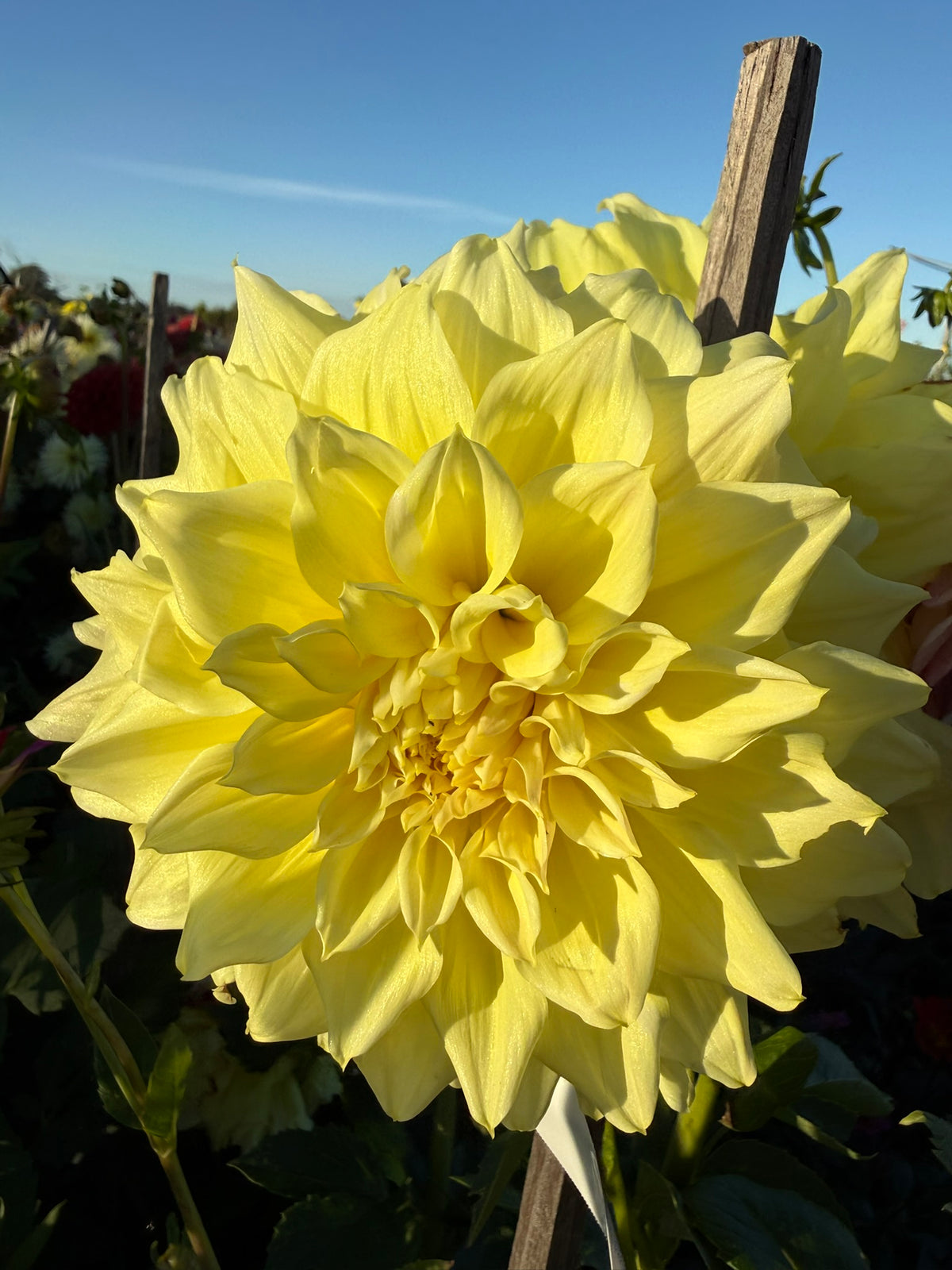 Dahlia - Eclipse