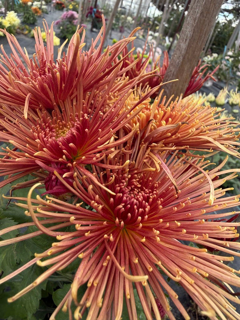 Chrysanthemum - Rooted Cutting - Seaton's Delight