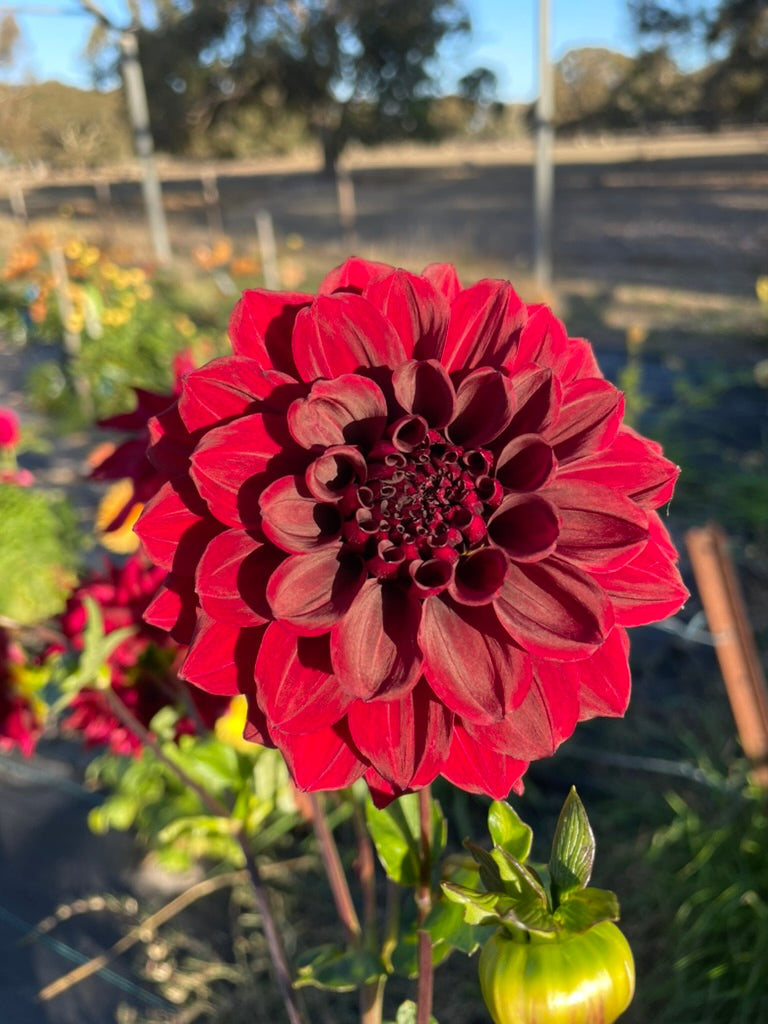 Dahlia - Red Red Red