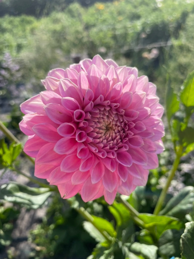 Dahlia - Glenmarc Thiona