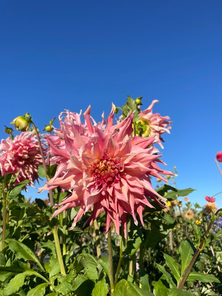 Dahlia - Penhill Watermelon (Max 1)