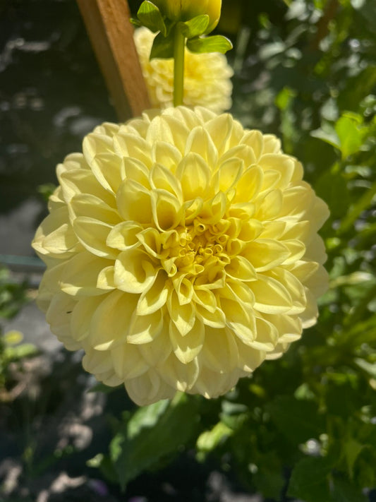 Dahlia - Alf 3