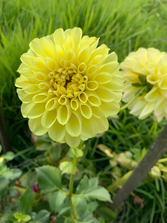Dahlia Seed - Cliffy 'O'