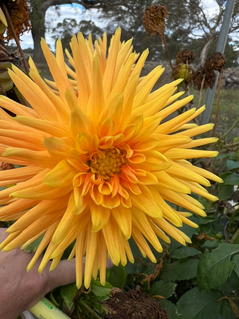 Dahlia - Tuscany