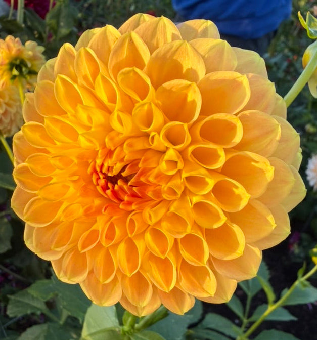 Dahlia Seed - Devon 30