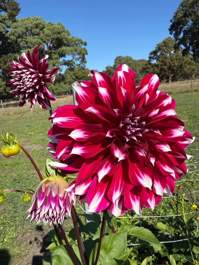 Dahlia - Helena