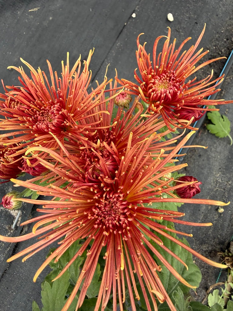 Chrysanthemum - Rooted Cutting - Seaton's Delight
