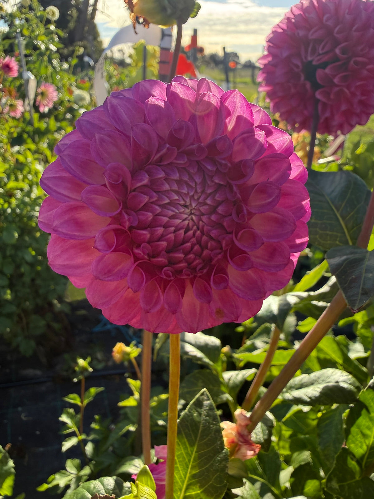 Dahlia - Devon Saigon