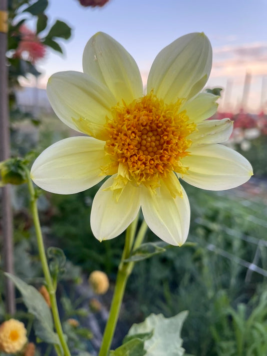Dahlia - April Star
