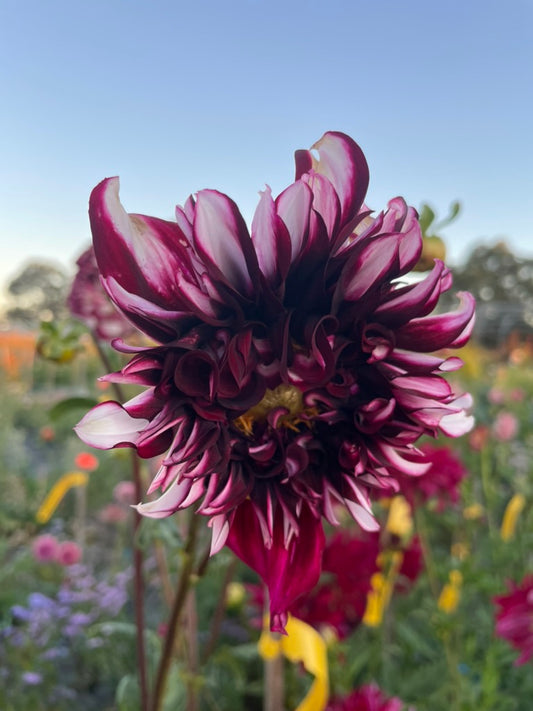 Dahlia - Tartan