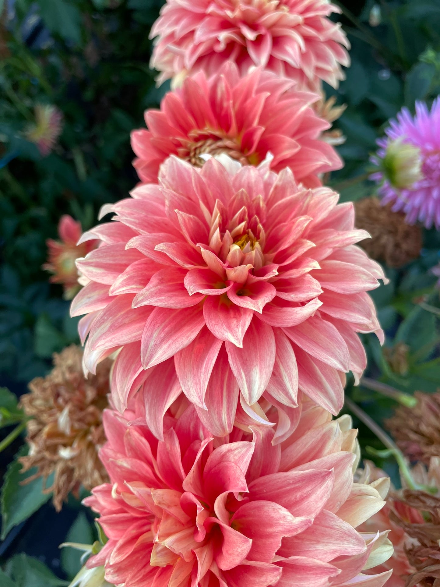 Dahlia - Harlequin